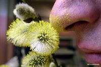 аллергия на пыльцу и цветение аллергия на пыльцу и цветение