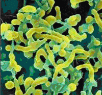 �������� Helicobacter pilori